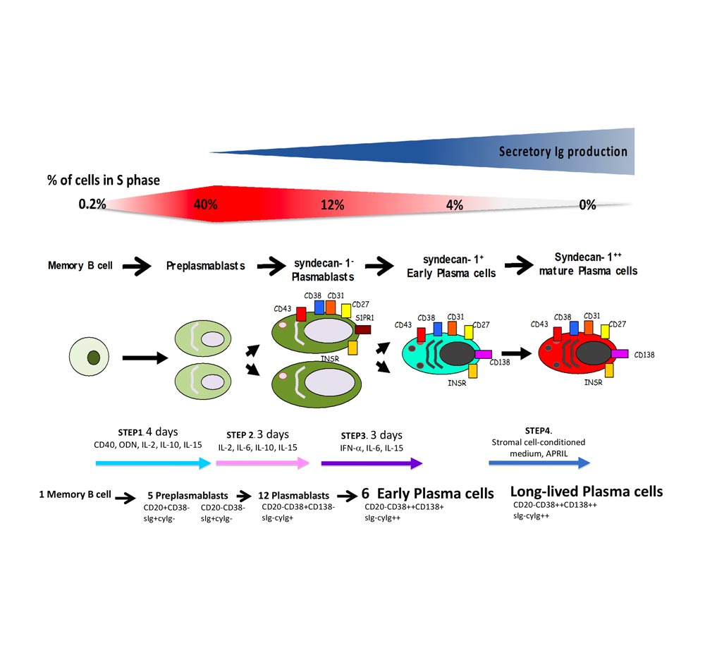 plasma cells diagram